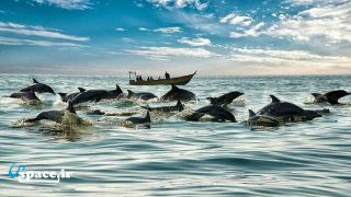 تماشای دلفین ها در جزیره هنگام